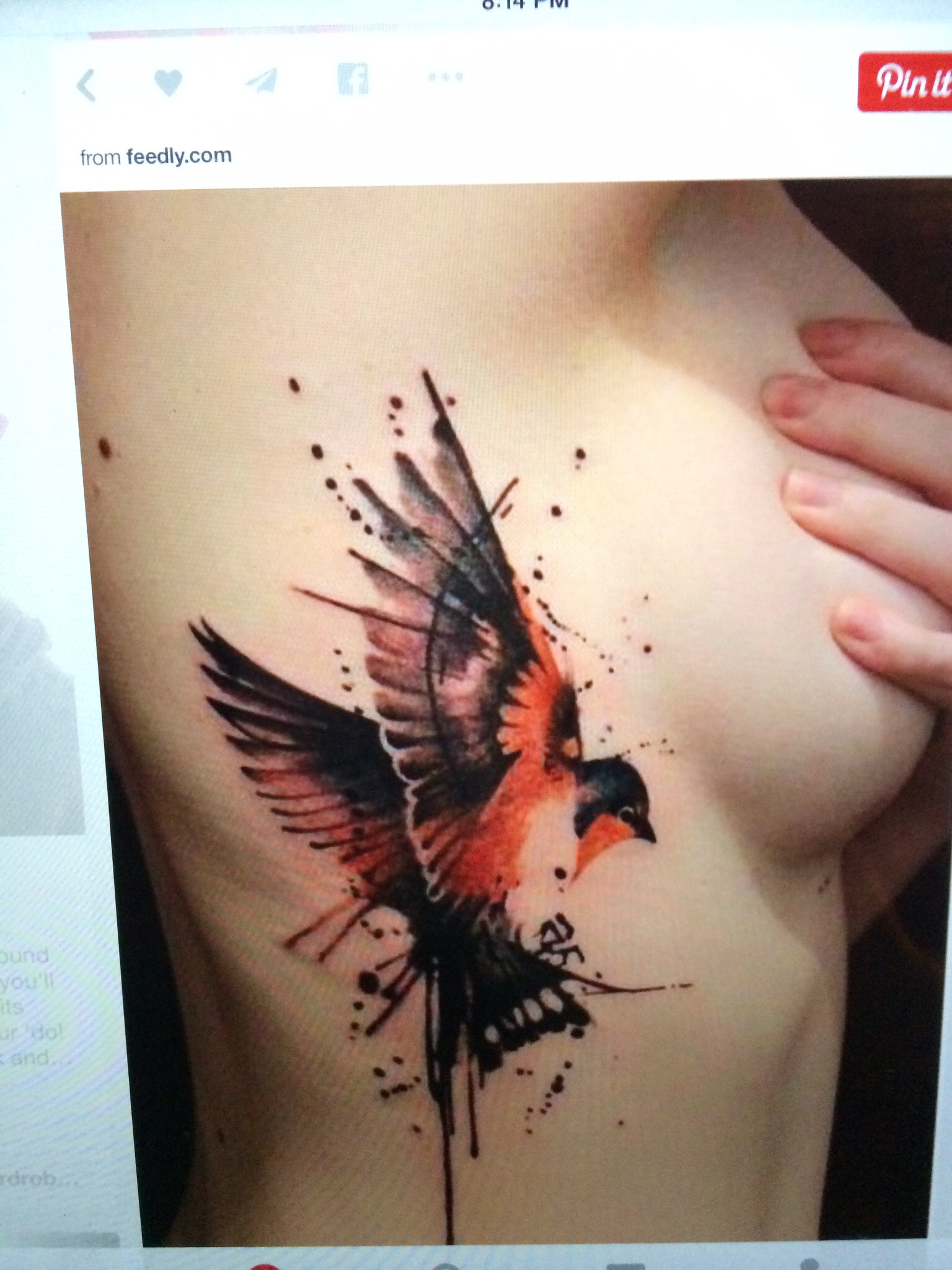 A Water Color Tattoo Of A Bird Tattoo throughout dimensions 1536 X 2048
