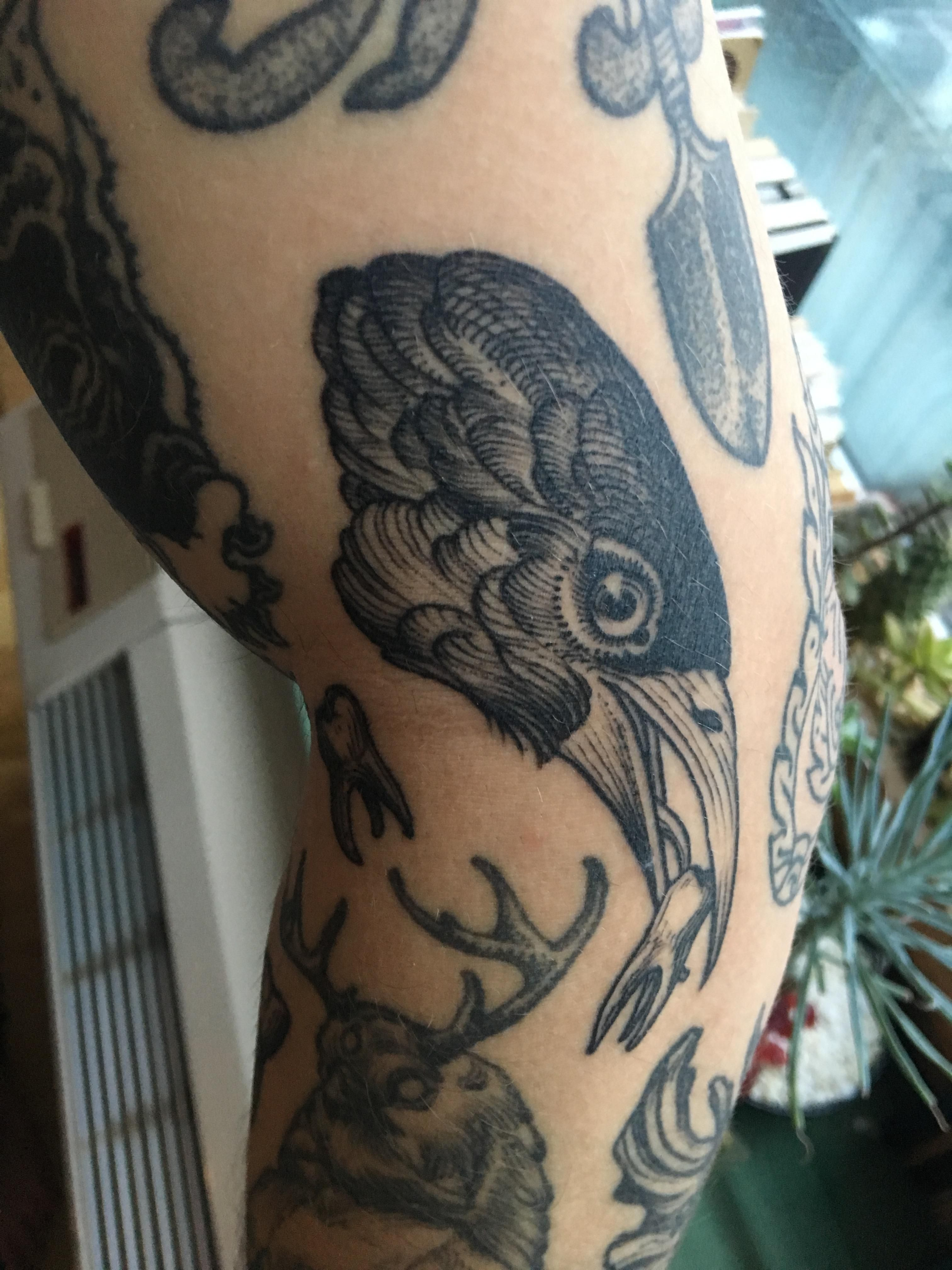 Bird Head Filler Rachel Hauer At East River Tattoo In Brooklyn Ny regarding measurements 3024 X 4032