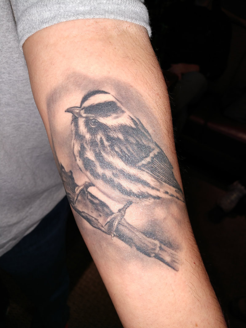 Bird Tattoo Contest Black Swamp Bird Observatory Brings You The pertaining to size 800 X 1067