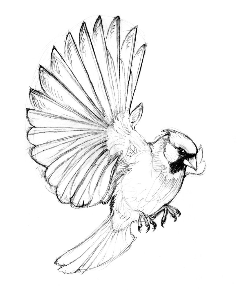 Cardinal Sketch Tattoo Bird Drawings Flying Tattoo Cardinal regarding proportions 835 X 1024