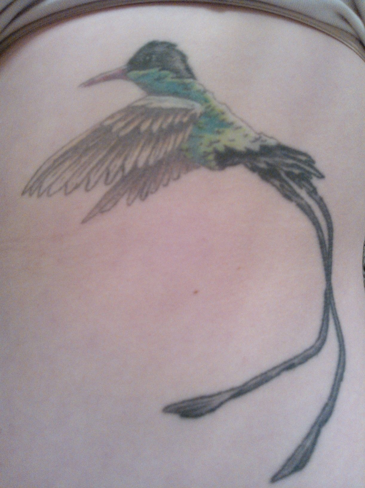 Doctor Bird Jamaica I Need A New Tattoo Hummingbird Tattoo in size 1222 X 1630