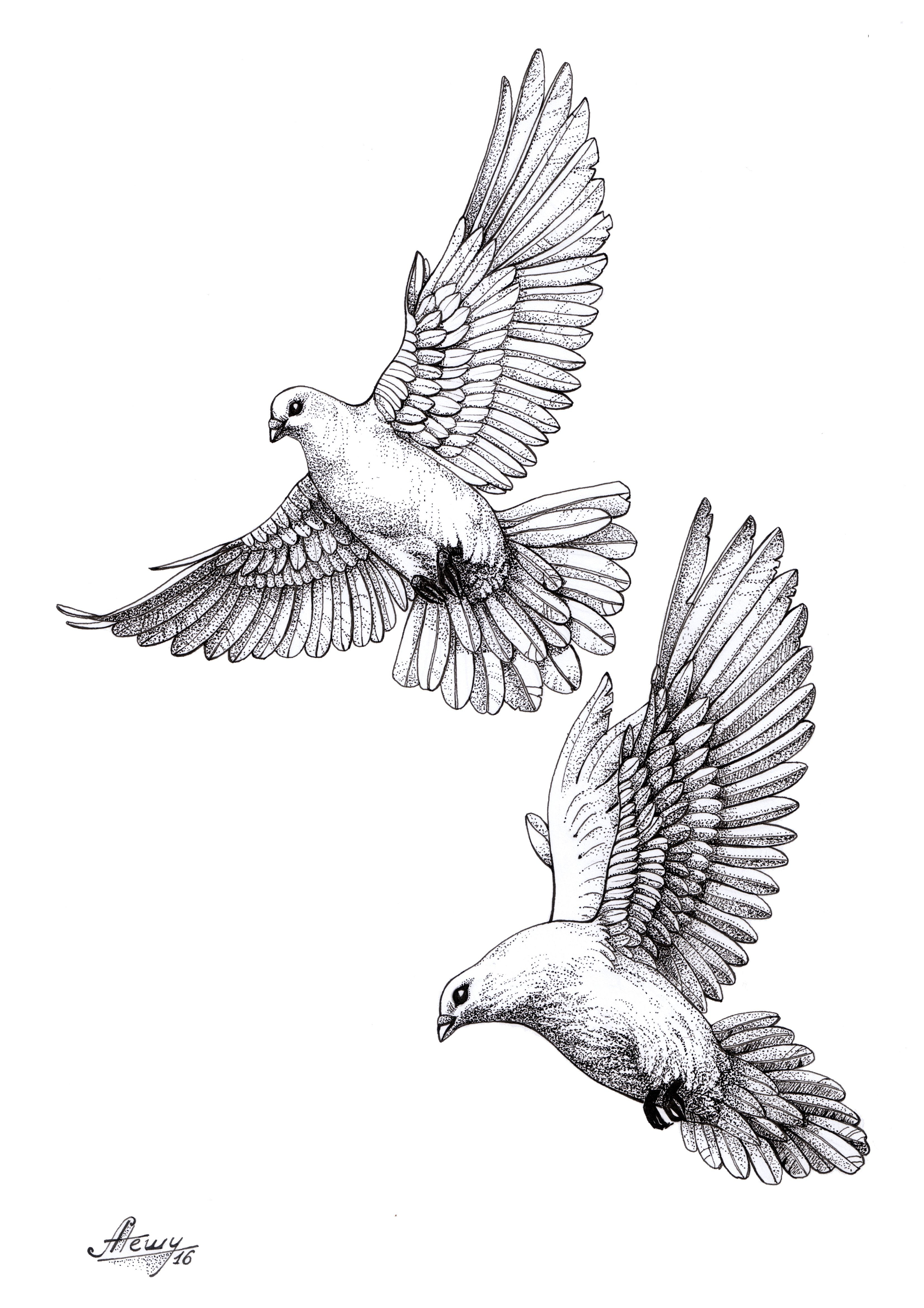 Dovepigeonsketch Drawings Dove Tattoos Tattoo Designs Tattoos with dimensions 3307 X 4677