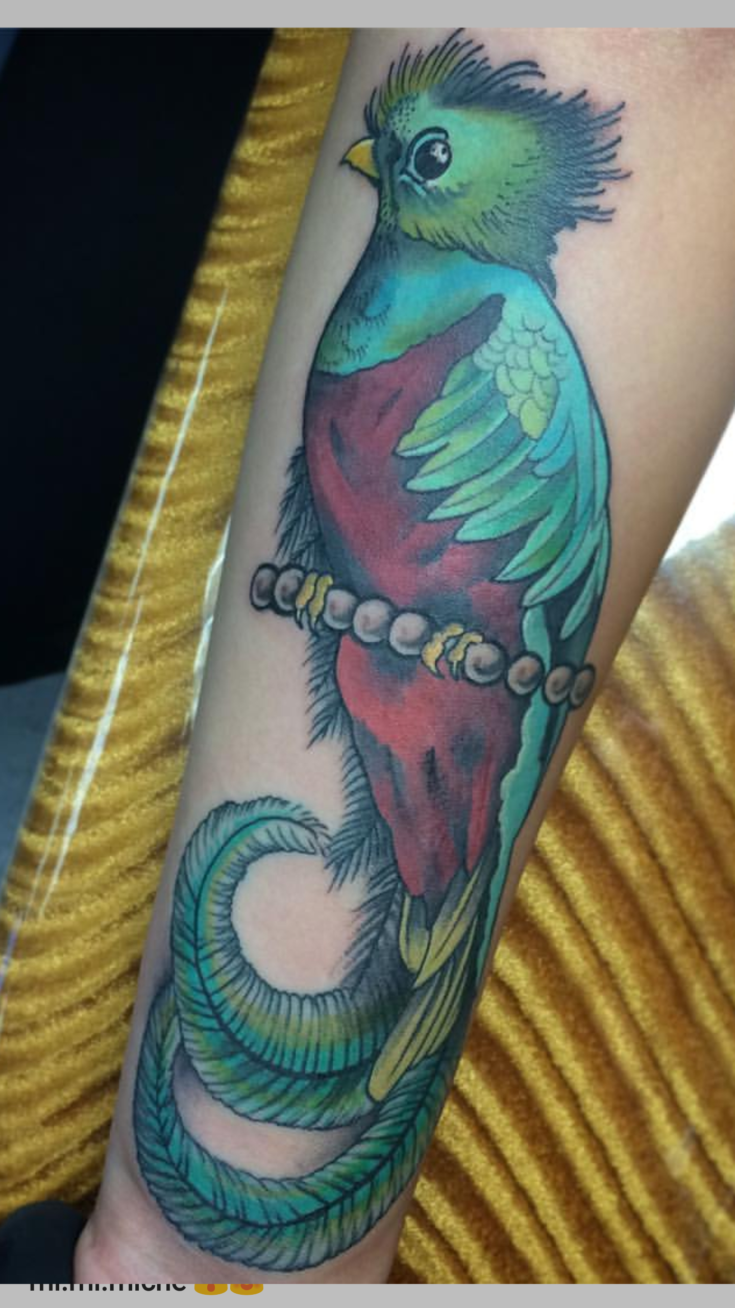 Guatemalan Quetzal Bird Gf Got Her First Tattoo Looking For A with regard to size 1440 X 2560