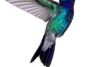 Hummingbird Hummingbirds My Favorite Hummingbird Tattoo throughout sizing 1024 X 1280