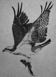 Osprey Tattoos Falcon Tattoo Bird Of Prey Tattoo Hawk Tattoo inside size 764 X 1045