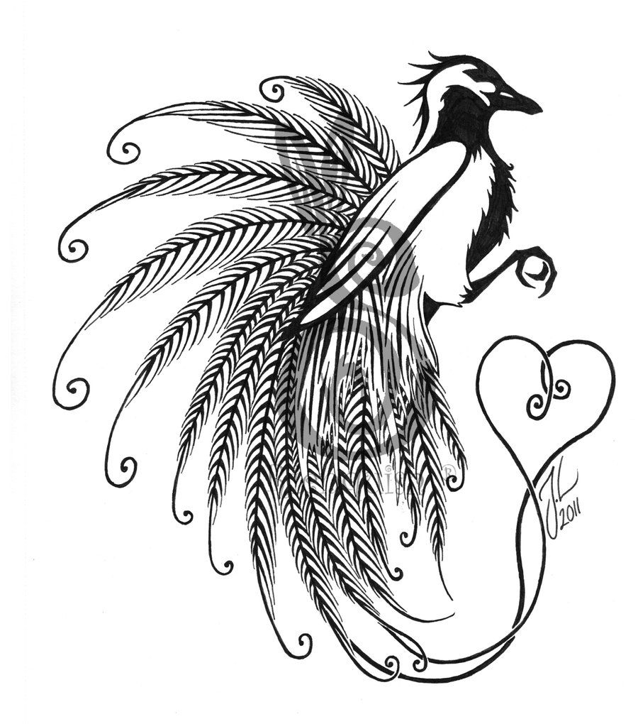 Papua New Guinea Bird Of Paradise Tattoo Design Designs Bird Of for dimensions 900 X 1020