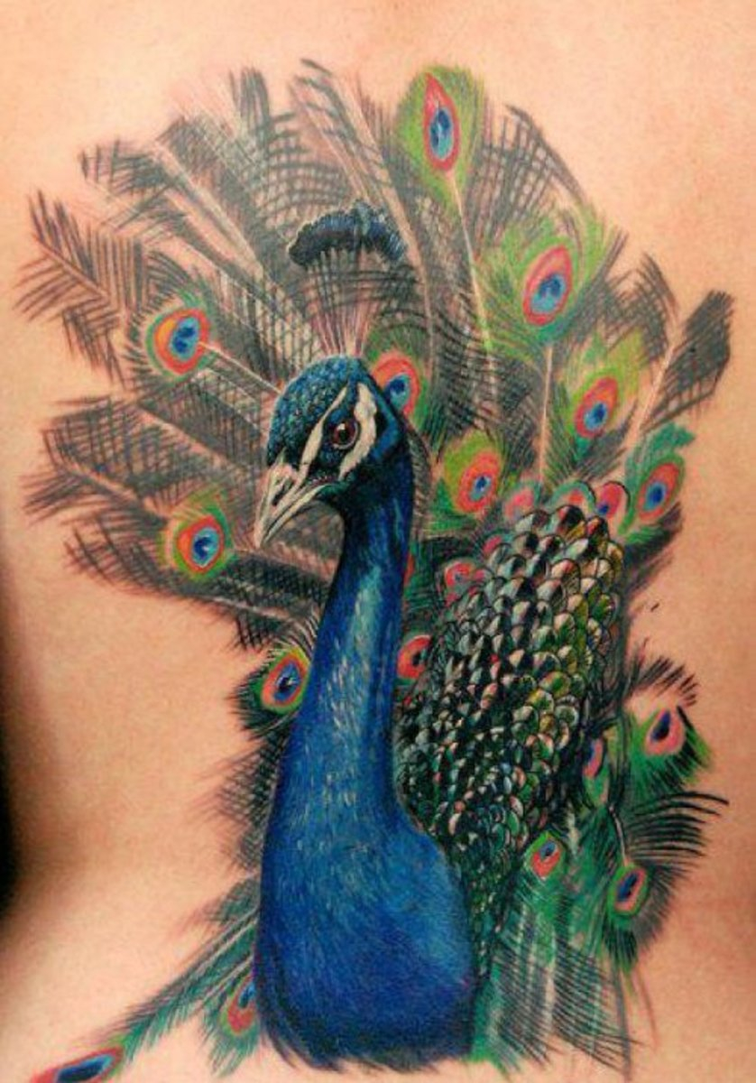 Peacock Tattoos Tattoo Ideas Artists And Models intended for sizing 838 X 1200