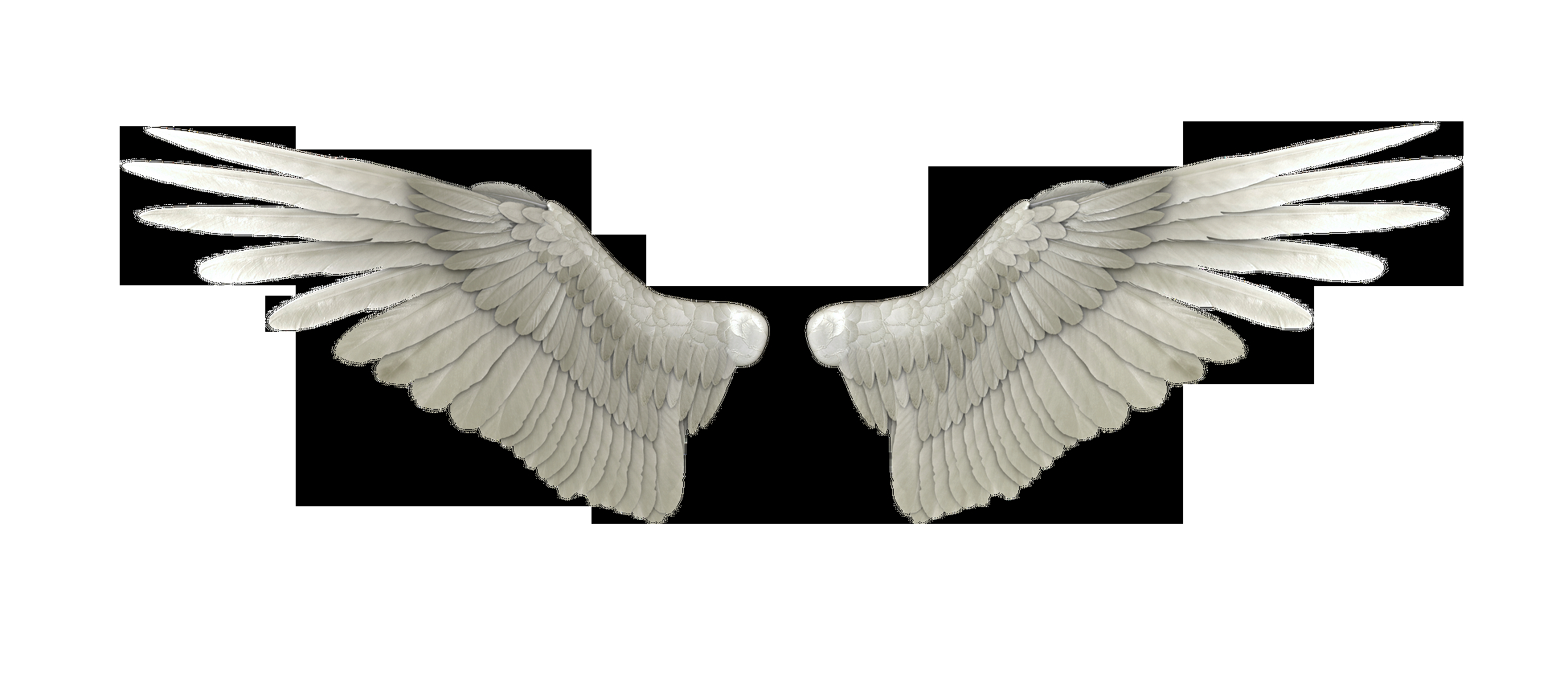 Angel Wing Template For Shoulder Blade Tattoos Art Angel Wings regarding proportions 1951 X 850