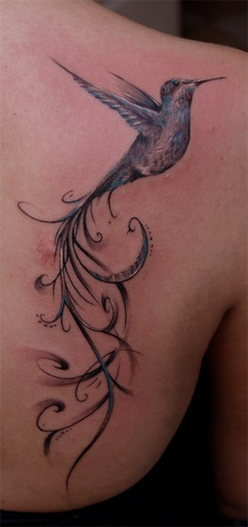 Blue Hummingbird Tattoo On Back Shoulder Tattoos Book 65000 throughout proportions 800 X 1697