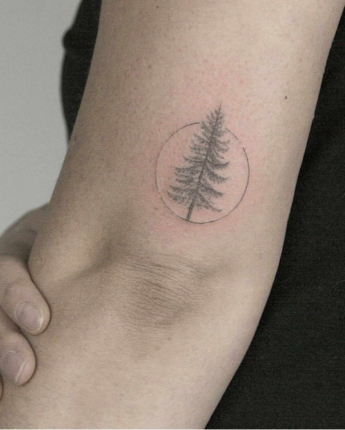 Dainty Pine Tree Tattoo Tattoos Pine Tree Tattoo Tattoos Tree throughout measurements 1151 X 1433