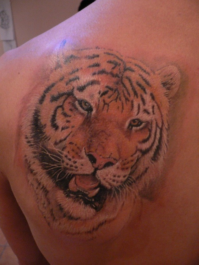 Detailed Tiger Head Tattoo On Shoulder Blade Tattoos Book 65000 inside size 800 X 1067