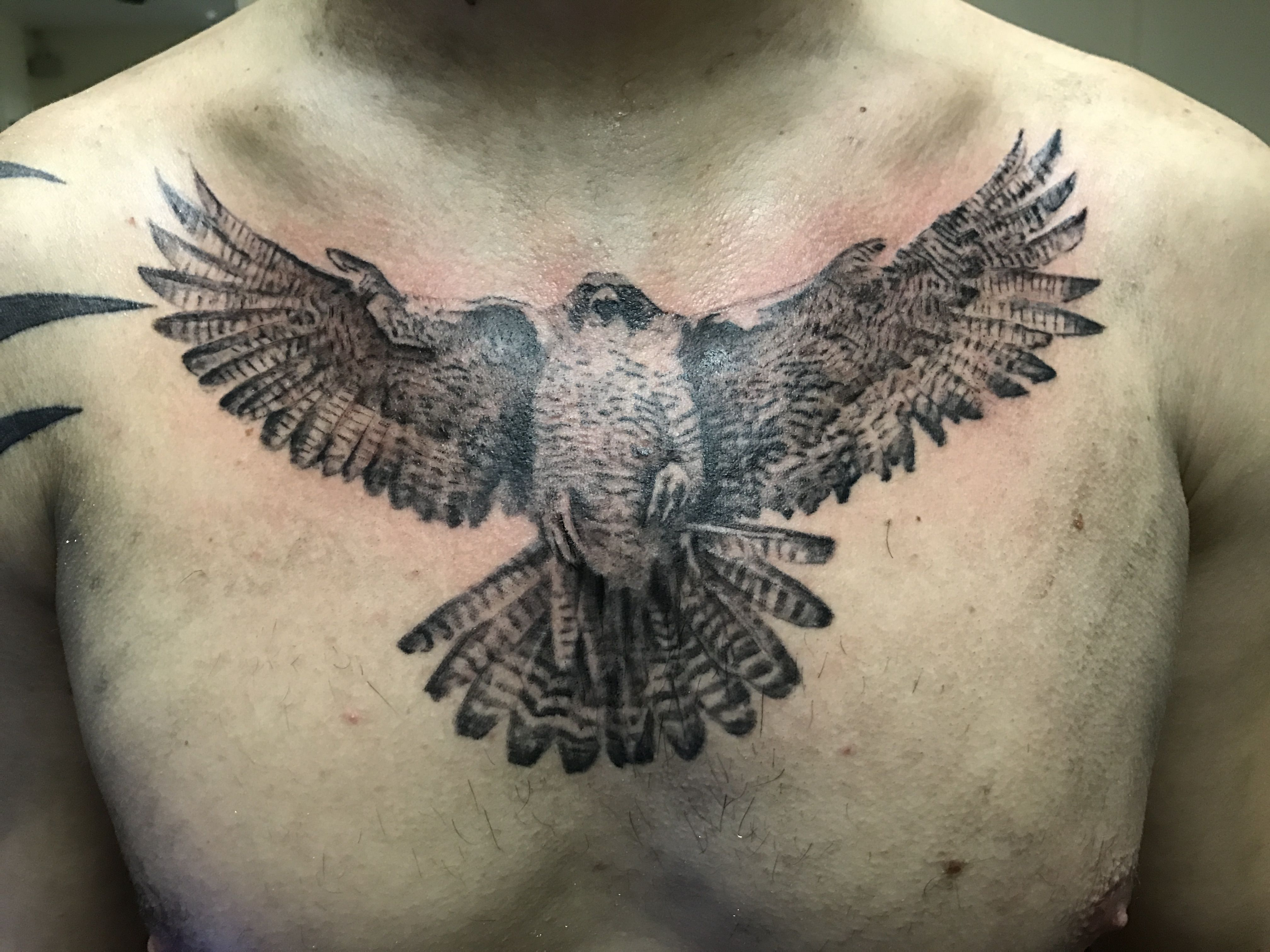 Falcon Tattoo Falconry Etc Hawk Tattoo Falcon Tattoo Tattoos with regard to dimensions 4032 X 3024
