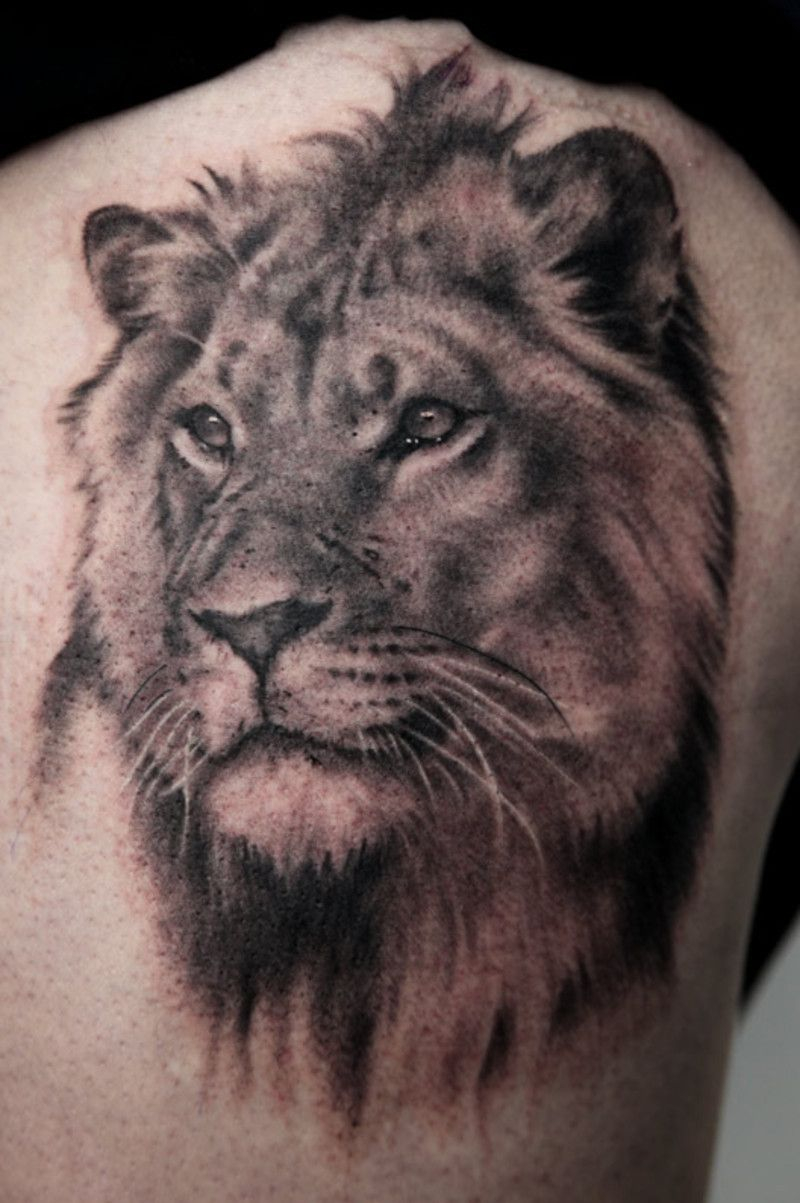 Lion Hearted Tattoo Angry Lion Tattoo On Man Right Shoulder Art for dimensions 800 X 1203