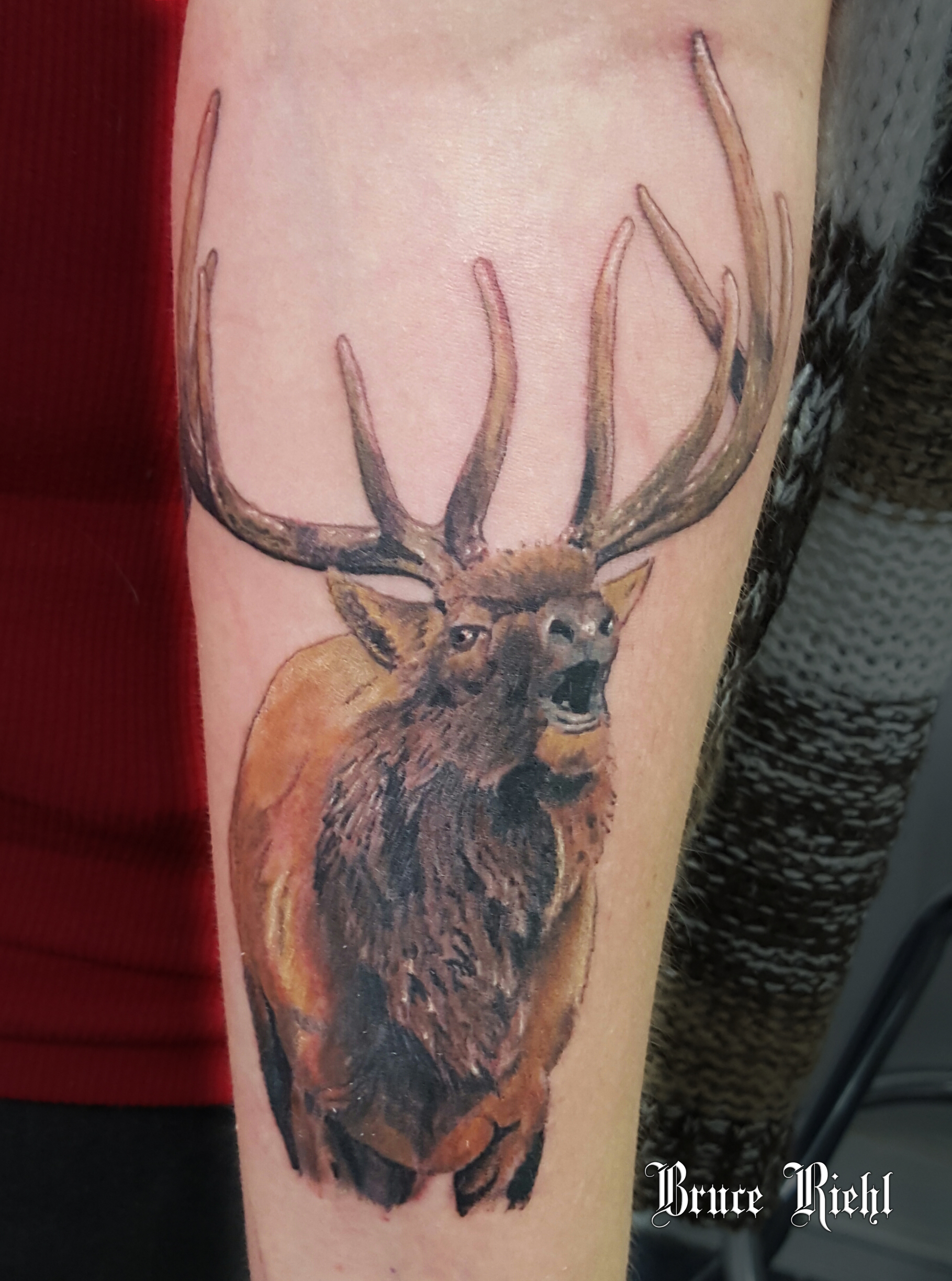 Realistic Elk Tattoo On The Arm Done Bruce Riehl Tattoo with proportions 1819 X 2447